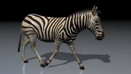 Zebra Walk